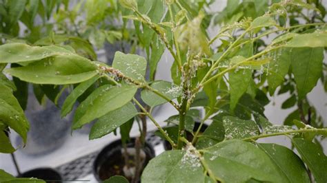 Research Fighting The Asian Citrus Psyllid And Huanglongbing