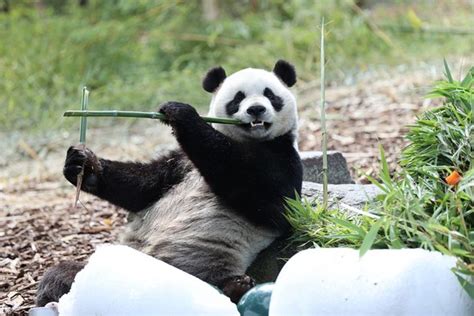 Belgian Zoo Celebrates Birthday For Giant Panda Twins