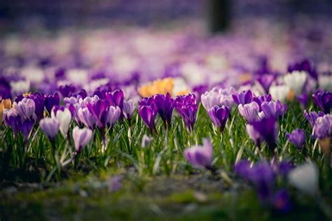 Spring Crocus Care And Growing Guide Perennial Plants Perennials