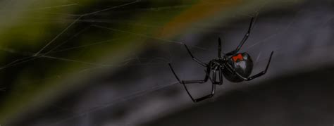 Spider Control Black Widows Action Pest Management Broken Arrow