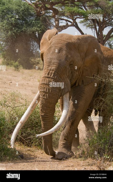Large African Elephant Tusks Walking Hi Res Stock Photography And