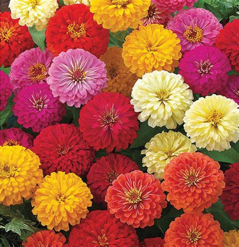 zinnia dwarf mixed flower seeds sierra flora