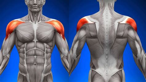 17 Muscles Of The Shoulder Photos