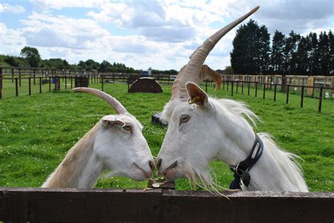 Male Goats Master The Science Of Attraction Omniscience