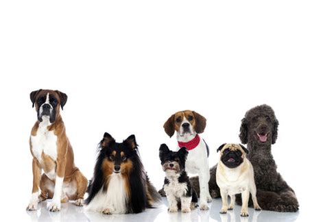 Most Popular Dog Breeds In The Us Cbs News
