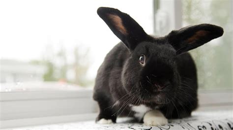 Rabbit Rescue Ns Non Profit Devoted To Rehoming Domesticated Rabbits