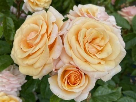 Ruža ´sweet Honey®´ Záhradníctvo Spomyšl