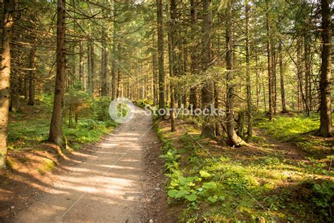 Path Among The Trees In Summer Forest Green Nature Sunny Day Royalty