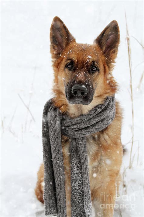 German shepherds of the bay area. German Shepherd Wearing Scarf In Snow Photograph by ...