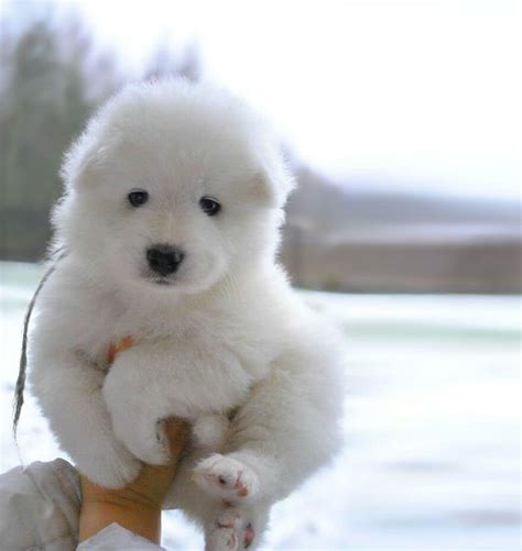 27 Chubby Puppies That Could Easily Be Mistaken For Teddy Bears