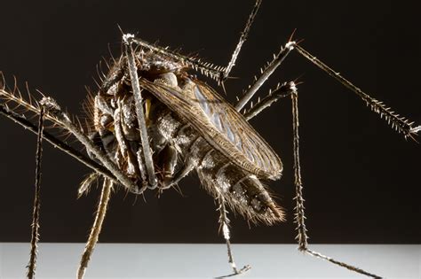 De aziatische tijgermug in nederland. Asiatische Tigermücke | Insektenmodelle - Julia Stoess