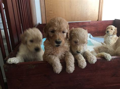 Health guarantee provided along with a puppy care package. Goldendoodle Puppies For Sale | Urbana, IL #282419