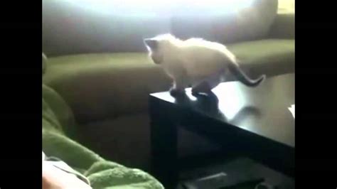 Cats Jump Fail Compilation Youtube