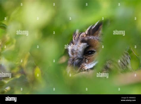 Ransuil Rustend In Boom Long Eared Owl Resting In Tree Stock Photo Alamy