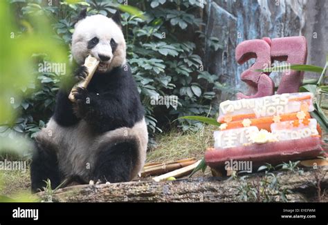 Hongkong 28th July 2015 Jia Jia A Female Panda Turning 37 Enjoys