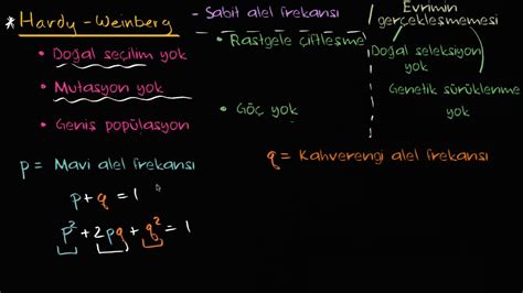 1) sexual reproduction alone does not lead to evolution 2) the frequency of each allele in a gene pool will remain constant unless other factors are. Hardy-Weinberg Kuralının İncelenmesi (Fen Bilimleri ...