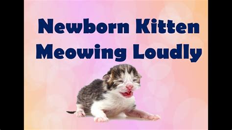 Newborn Kitten Meowing Loudly Cats And Kittens Video 2017 Youtube