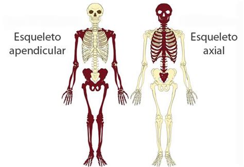 Esqueleto Axial Y Apendicular