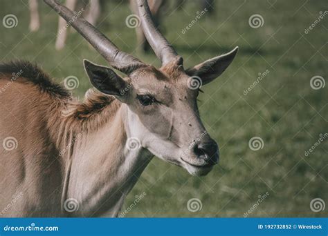 4443 Cute Antelope Photos Free And Royalty Free Stock Photos From