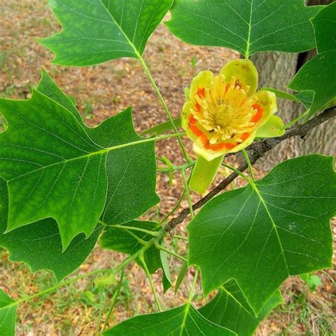 This page lists tree and large shrub species native to georgia, as well as cultivated, invasive, naturalized, and introduced species. The 11 Best Shade Trees and Flowering Trees for Lawns in ...