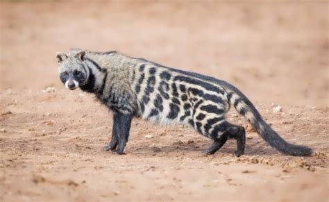 They are native to the tropics of africa and asia. African Civet - Wander Lord