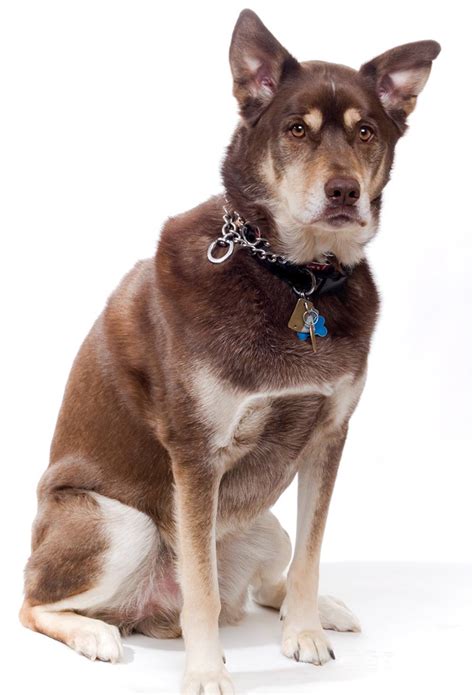 Did you have any luck in michigan? Husky Lab Mix - Husky World