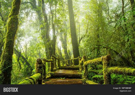 Rainforest Mist Foggy Image And Photo Free Trial Bigstock