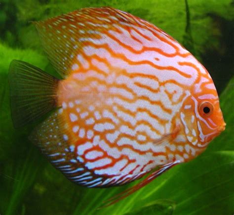 Top 10 Most Beautiful And Colorful Fish