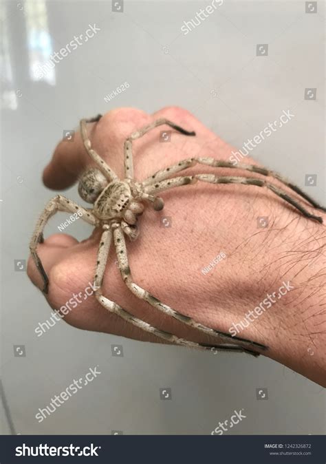 Giant Australian Huntsman Spider