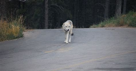 White Wolf Walk For Wolves This Weekend