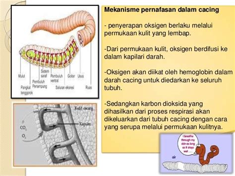 Sistem Pernafasan Haiwan