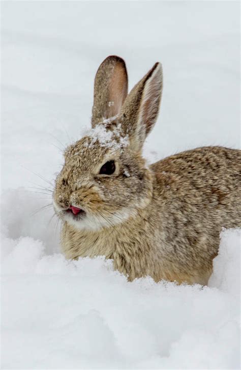 Baby Cottontail Rabbit In Snow Photograph By W Shattil Fine Art America