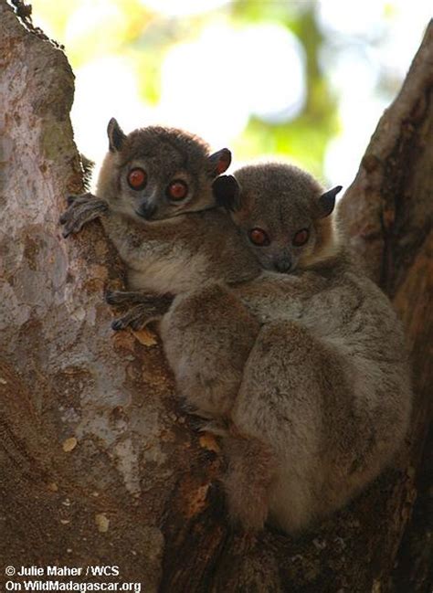 Picture White Footed Sportive Lemur