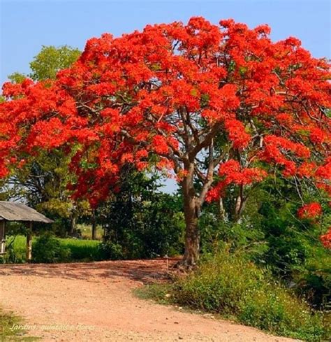 Pin By Beatrice Simone On Flowers Royal Poinciana Delonix Regia