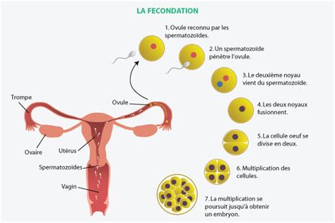 Learning to spot ovulation symptoms will help you get the timing right during your most fertile window each cycle. La fécondation : comment on tombe enceinte ?, Rencontre ...