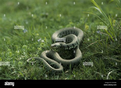 A Grass Snake Natrix Natrix Coiled On The South Downs In Sussex In June Stock Photo Alamy