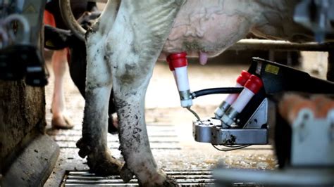 milking machine videos and hd footage getty images