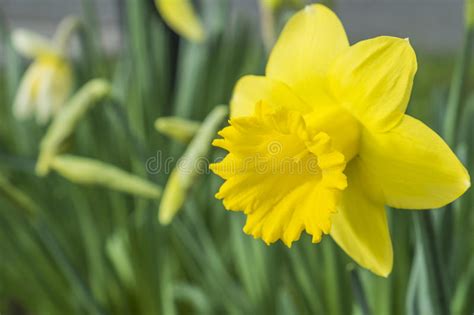 Yellow Daffodil Flower Growing In Spring Stock Photo Image Of Outside