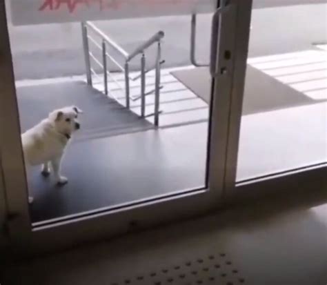Der Treue Hund Spähte Jeden Tag Durch Die Fenster Des Krankenhauses Und