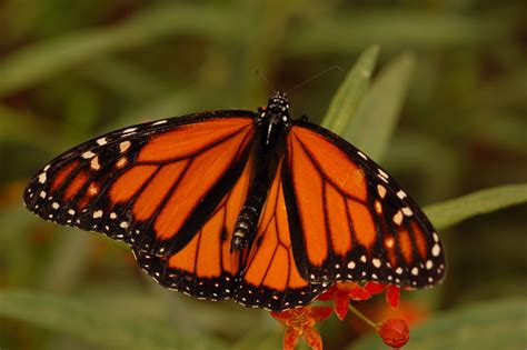 Researchers David Suzuki Foundation Aim To Save Monarch Butterflies