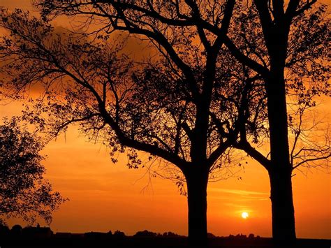 Sunset Trees Wallpaper Free Hd Backgrounds Images Pictures