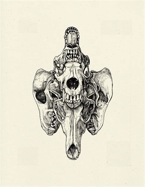 Coyote Skull Illustration On Behance Ink Illustration Art Study