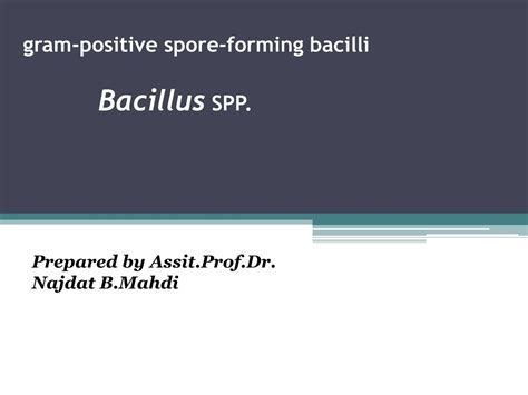 Ppt Gram Positive Spore Forming Bacilli Spp Bacillus Powerpoint