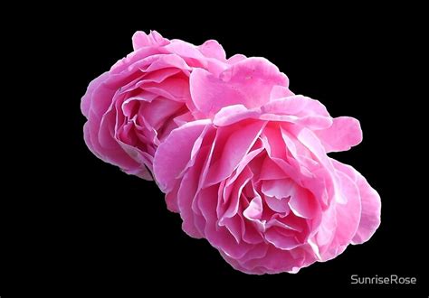 Pretty In Pink Roses On Black Background By Sunriserose Redbubble