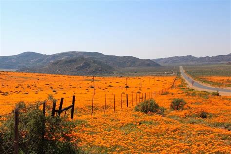 Maybe you would like to learn more about one of these? Namakwa in full bloom!! | Africa travel, South afrika, Scenery