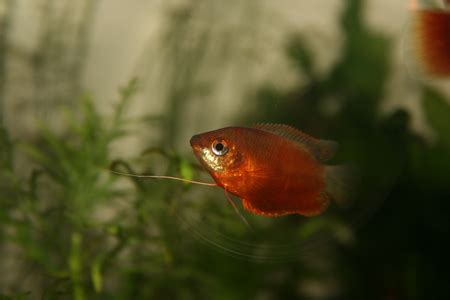 Check spelling or type a new query. sunset gourami - Fish & Animals Background Wallpapers on ...