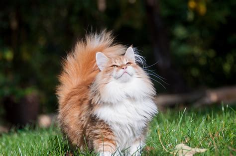 Norwegian Forest Cat Breed Info And Health Advice Everypaw