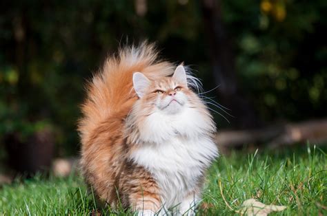 Norwegian Forest Cat breed info & health advice | Everypaw