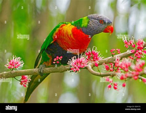 Brightly Coloured Rainbow Lorikeet Australian Parrot In The Wild Among