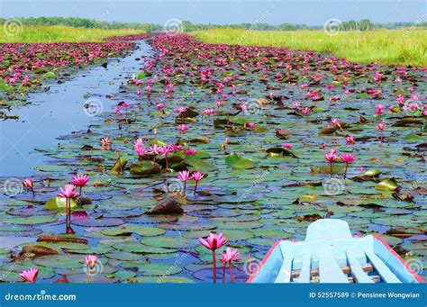 Full Bloom Pink Lotus Flowers Stock Image Image Of Flowers Thailand